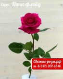 Розовая роза "Пинк Флойд"
