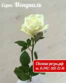 Белая роза "Мондиаль"