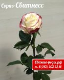 Красно-белая роза "Свитнесс"