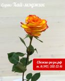 Рыжие (оранжевые) розы "Хай Мэджик"