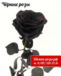 Чёрные розы "Black Roses"